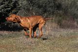 VIZSLA poil court 025